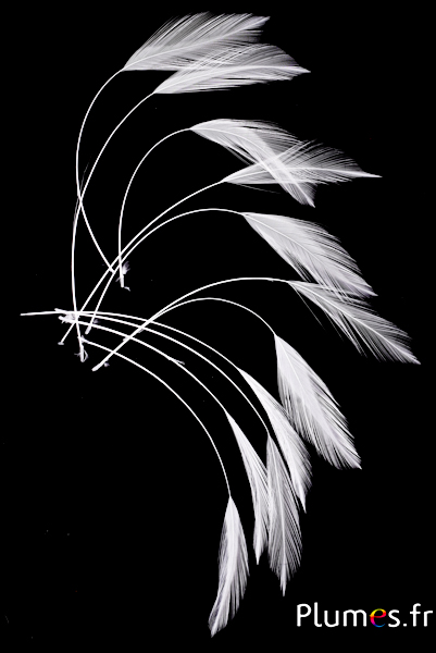 Coq filant - 10-15 cm - blanc